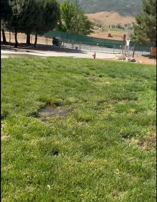 Grassy yard